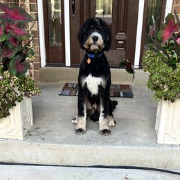Thor - Bernedoodle