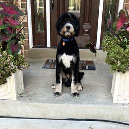 Thor - Bernedoodle