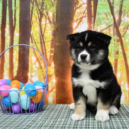 Girl 1 - female Shiba Inu puppy in Arcola, Illinois from Highline Puppies