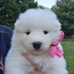 Pink girl - White female Samoyed puppy in Elwell, Michigan from Limelight Samoyeds