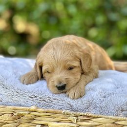 Mango - Apricot Goldendoodle puppy in Santa Barbara, California from K+C Doodles