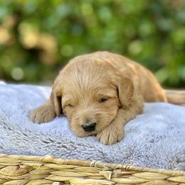 Mango - Apricot Goldendoodle puppy in Santa Barbara, California from K+C Doodles
