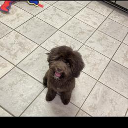 Noble - Brown male Schnoodle puppy in Columbia, South Carolina from DM Schnoodles and schnauzers