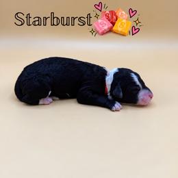Starburst - Black and white female Aussiedoodle puppy in Paragould, Arkansas from AC Doodles & Corgis
