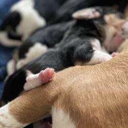 Beagles from Dior & Gunner's beagle adventure