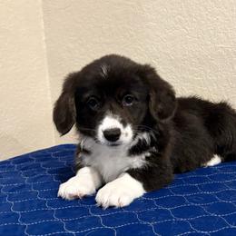 Midnight - Black and white female American Corgi puppy in Temple, Texas from Silver Moon Cardigan Corgis
