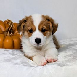 Conway - Sable and white male American Corgi puppy in Clarksville, Tennessee from Cold Creek Family Farm LLC