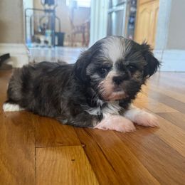 Sushi - Brindle female Shih Tzu puppy in California from Jessica Diangson's Shih Tzus