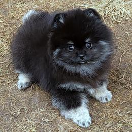 Pomeranian Puppies from Kelli's Poms