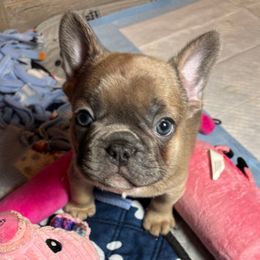 Sebastian - French Bulldog puppy from Mimosa Acres French Bulldogs LLC