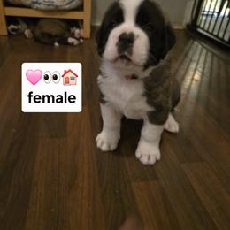 Saint Bernard Puppies from Cincinnati St. Bernards