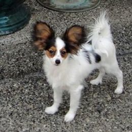 Papillons from Dreampaps