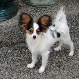 Papillons from Dreampaps