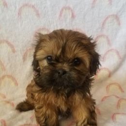 Shih Tzu Puppies from Lil’ Luvs Shih Tzu