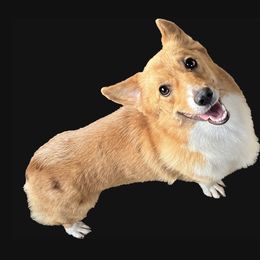 Peggy - Pembroke Welsh Corgi