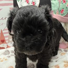 Celine - Black female Maltipoo puppy in Colonial Beach, Virginia from BeachRidge Pups