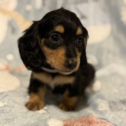 Ollie - Black and cream male Dachshund puppy in Madera, California from Winnie’s Doxies