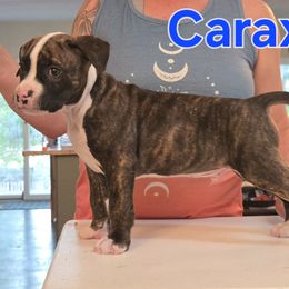 Caraxes - Brown brindle male American Pit Bull Terrier puppy in Aurora, Colorado from BlueRose Kennel