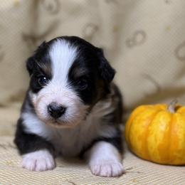 Boy 1 - Black tri-color male Australian Shepherd puppy in Spring Grove, Pennsylvania from Transcendence Australian Shepherds