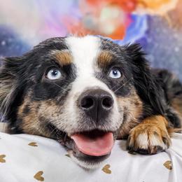 ODYSSEY - Toy Australian Shepherd
