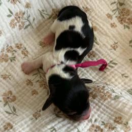 CKC Cakey - Piebald female Dachshund puppy in Hartsville, Tennessee from B+B Co Miniature Dachshunds