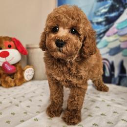 Aussiedoodle, Cavapoo, and Poodle Puppies from Perkins Pups
