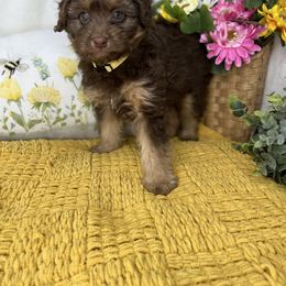 Aussiedoodle, Bernedoodle, and Goldendoodle Puppies from Little Golden Farm