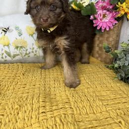 Aussiedoodle, Bernedoodle, and Goldendoodle Puppies from Little Golden Farm