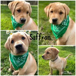 Labrador Retriever Puppies from Triple Threat Labradors