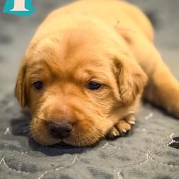 Teal Female - Yellow female Labrador Retriever puppy in Franklin, Virginia from Oak Hollow Retrievers