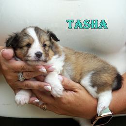 Tasha - sable and white female - Sable and white female Shetland Sheepdog puppy in Frazeysburg, Ohio from Mountain High Kennels