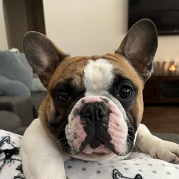 Ivan - French Bulldog
