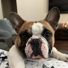 Ivan - French Bulldog