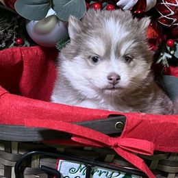 Skor Lavender girl - Lavender female Pomsky puppy in Enid, Oklahoma from Mile Hi Pomskies