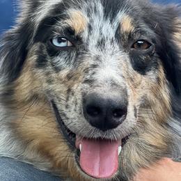 Daisy - Australian Shepherd