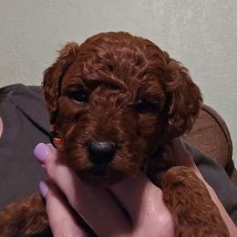 Zoey - Red  female Poodle puppy in Windom, Texas from Wild Farm Puppies