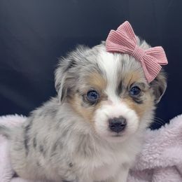 Miniature Australian Shepherd and Toy Australian Shepherd Puppies from Northern Roots Aussies