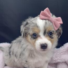 Miniature Australian Shepherd and Toy Australian Shepherd Puppies from Northern Roots Aussies