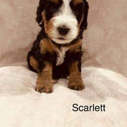 Scarlett - Tri-color female Bernedoodle puppy in Sandy, Oregon from MC Doodles