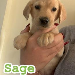 Sage - Yellow female Labrador Retriever puppy in Lucasville, Ohio from Backwoods Labradors