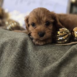 Dasher - Red male Cavapoo puppy in Lincolnton, North Carolina from Cuddable Pups