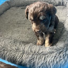 Miniature Schnauzer Puppies from Rodriquis Pasley