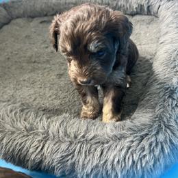Miniature Schnauzer Puppies from Rodriquis Pasley