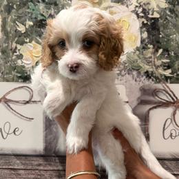 Mabel - Red female Cavapoo puppy in Riverview, Florida from Doodley Doo Doodles