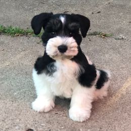Astro - Miniature Schnauzer
