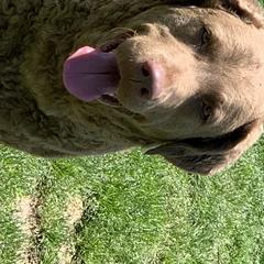 Chesapeake Bay Retrievers from Willowcreek Chesapeakes