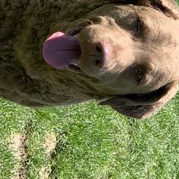 Chesapeake Bay Retrievers from Willowcreek Chesapeakes