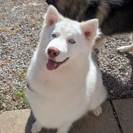 Rain - Siberian Husky