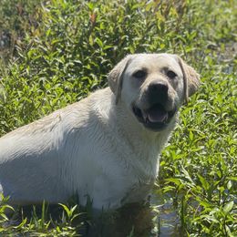 Harper - Labrador Retriever