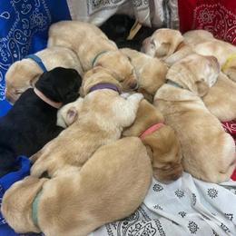 Boy 1 - Yellow male Labrador Retriever puppy in Cutler, Indiana from Woodstock Retrievers